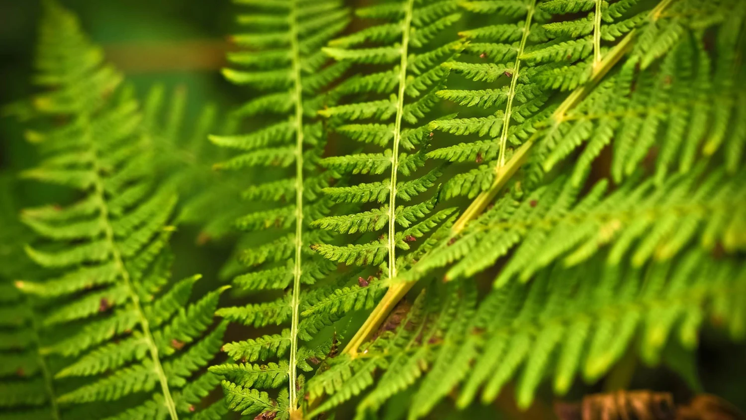 Heilpraktiker Psychotherapie